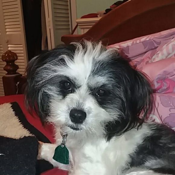 Meet your Posher, Misty - Picture 1 of 1